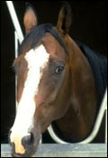 Shergar